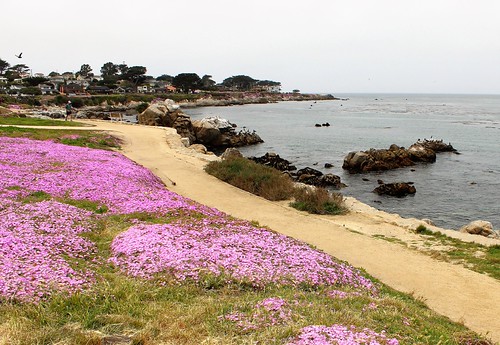 Purple Carpet in Pacific Grove The ice plant is springing … Flickr