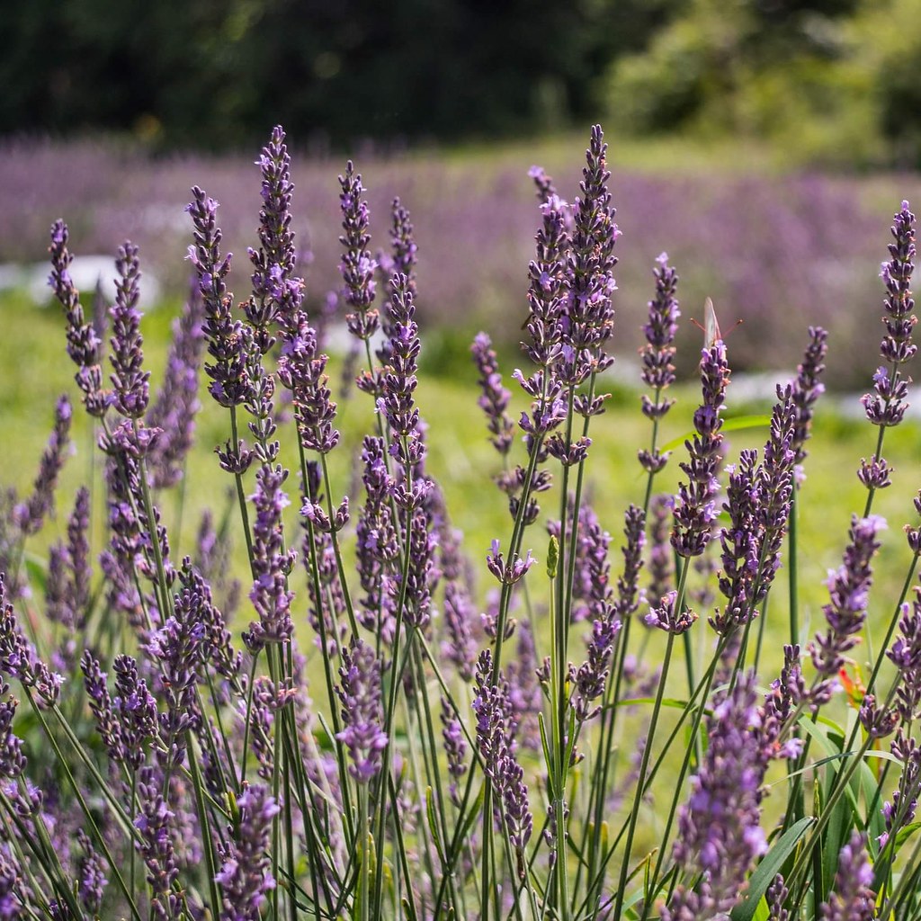 I love the smell of lavender. It's a calming and relaxing … Flickr