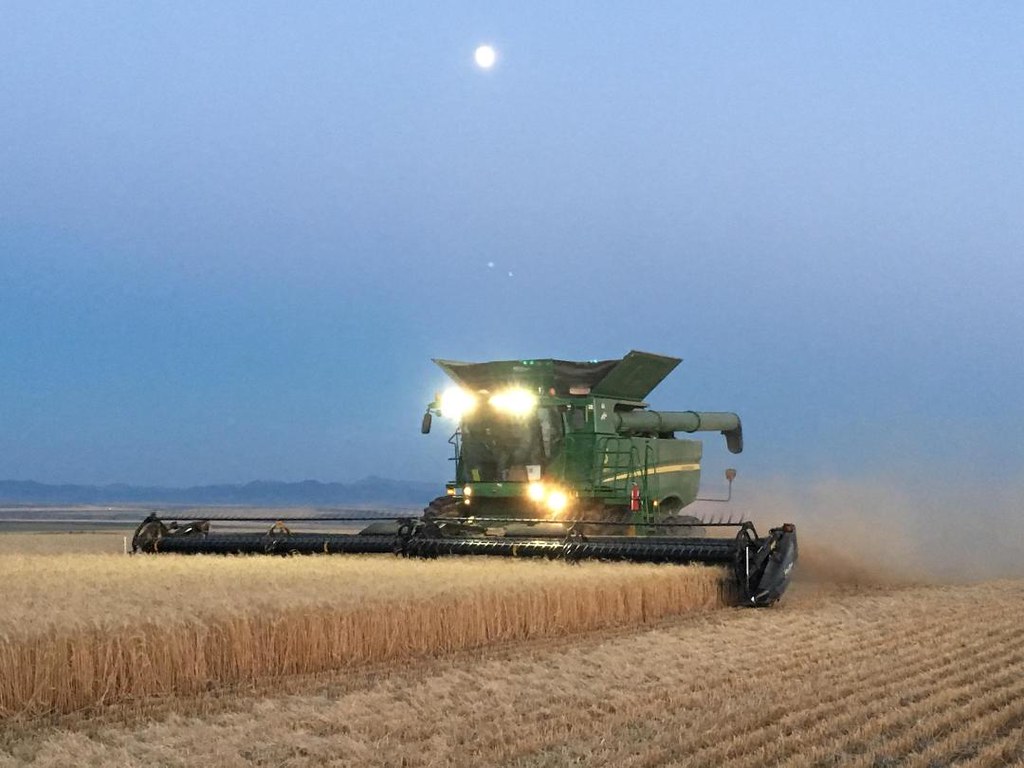 Schemper Harvesting 2018 Montana Winter Wheat All Aboard Wheat