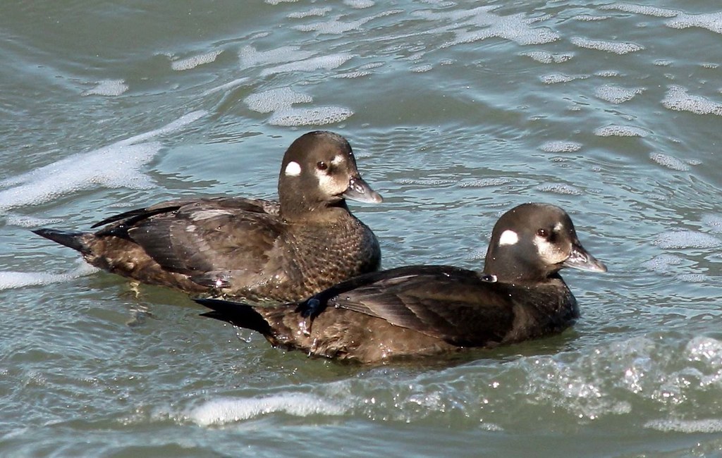Harlequin Ducks. Harlequin Ducks. Chesapeake Bay Bridge Tu… Flickr