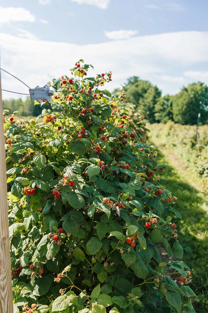 Visit to Goss Berry Farm Allagash Brewing Flickr