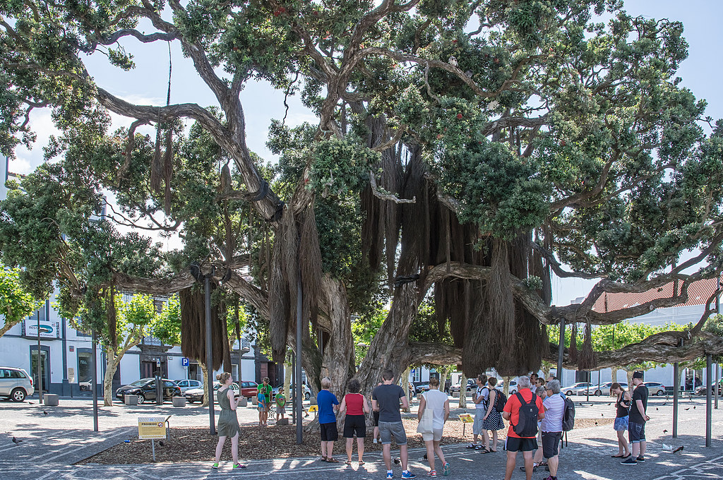 A Kiwi Christmas tree from New Zeeland Staffan Flickr
