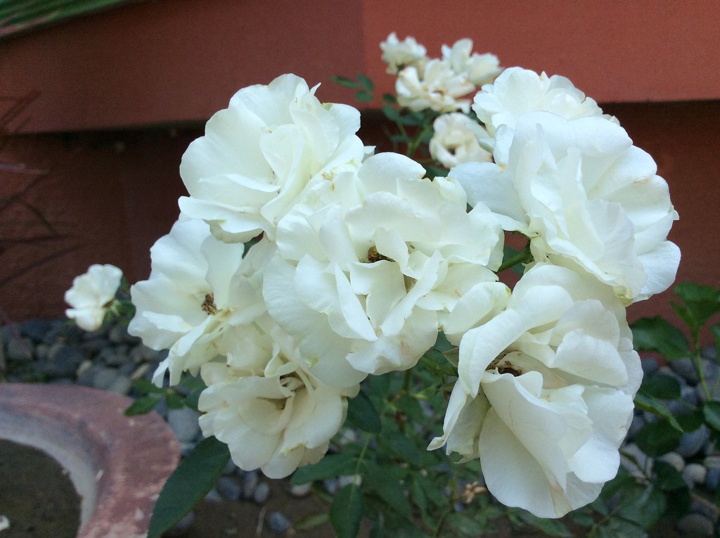 ...flowers from my garden Gilda Manuel Flickr