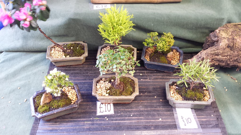 Bonsai Trees Market Place Europe Flickr