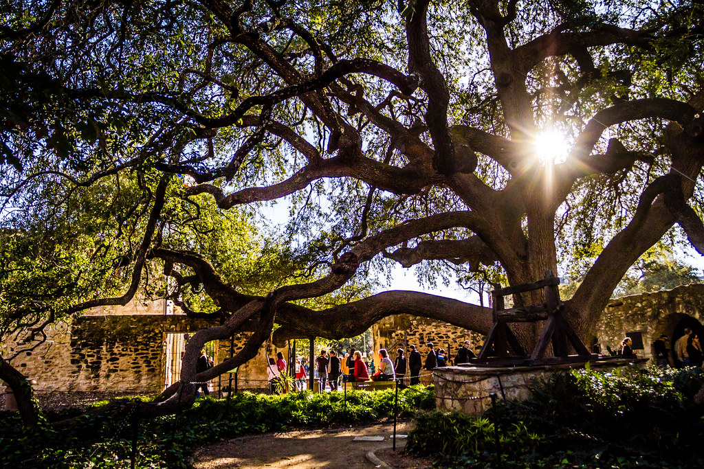 The Live Oak at the Alamo The Live Oak at the Alamo ranks … Flickr