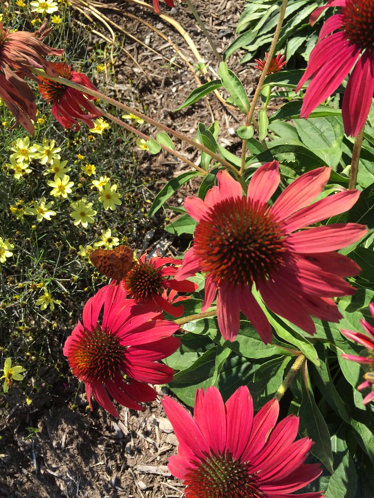 Red Coneflowers, Little Yellow Flowers Ellen Flickr