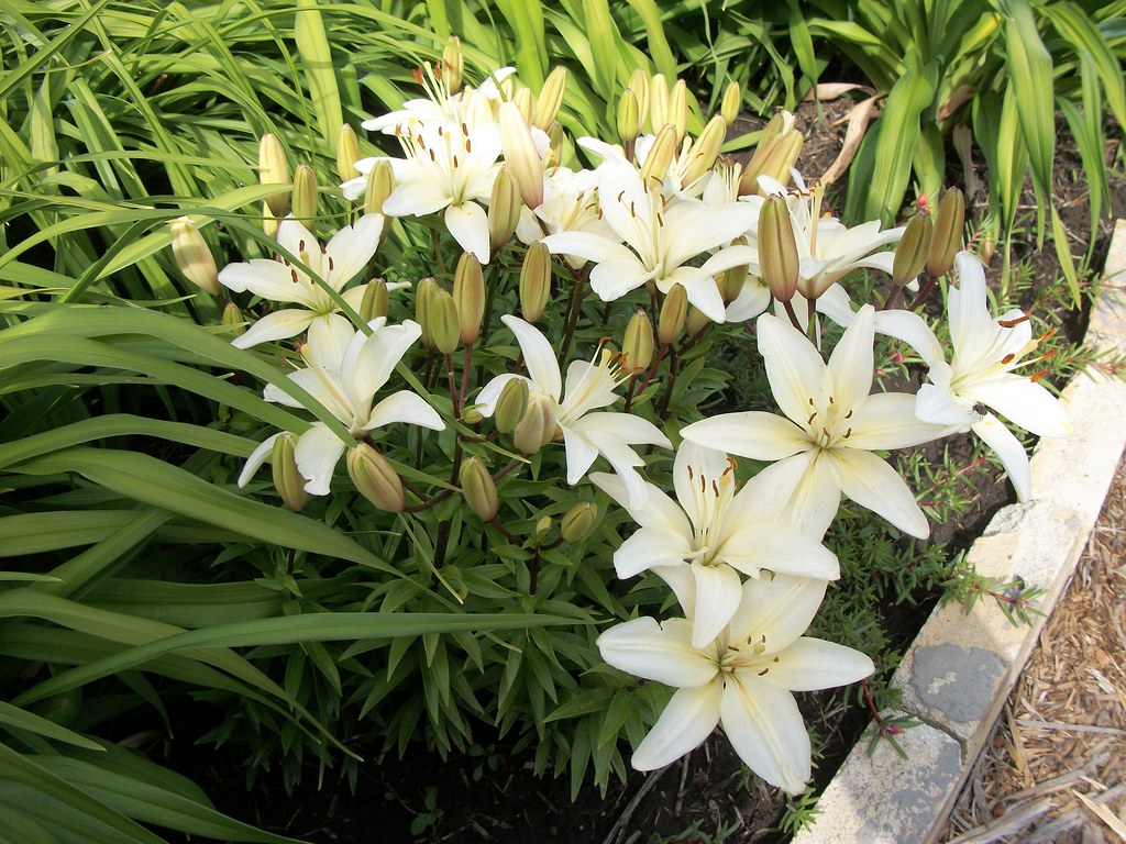 Lilies. I moved these from the other yard a few years ago … Flickr
