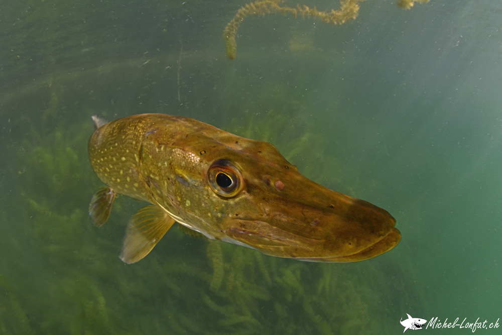 Le Brochet / Pike fish Flickr