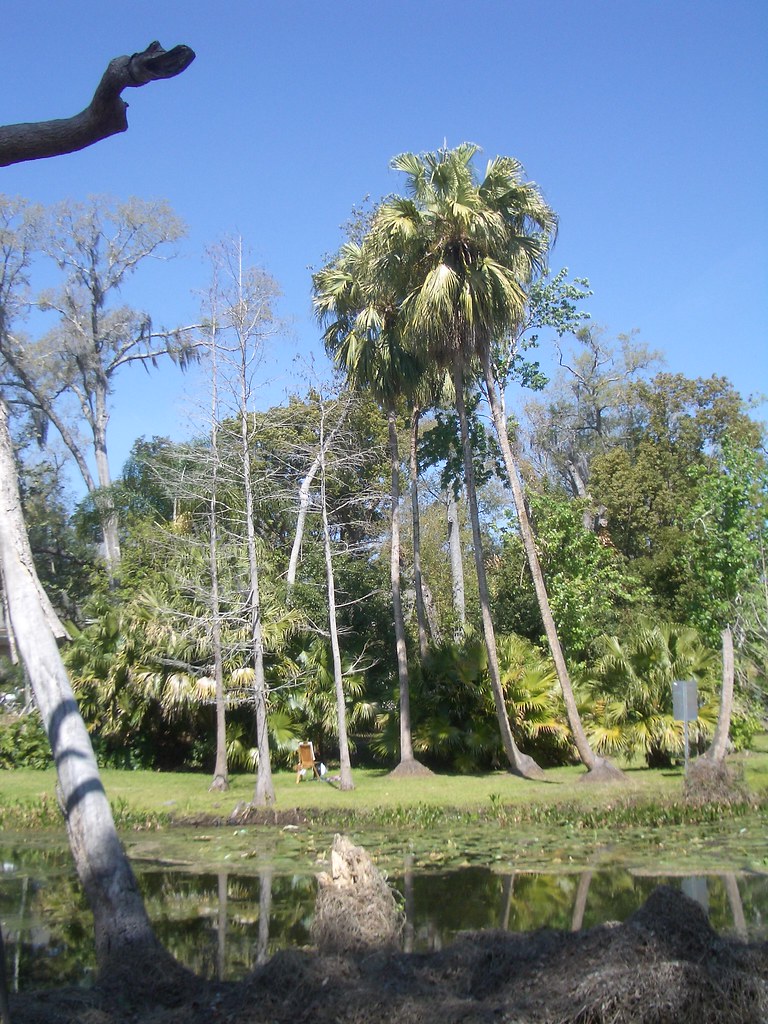 meadgardens1 Pictures from Mead Gardens in Orlando, Florid