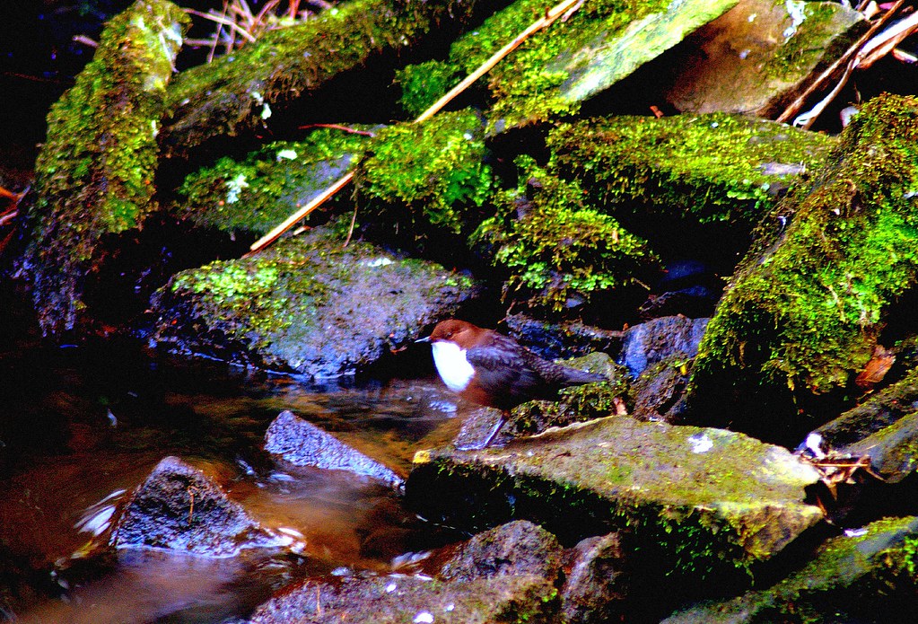 Dipper Leesbrook park Oldham gordon simpson Flickr