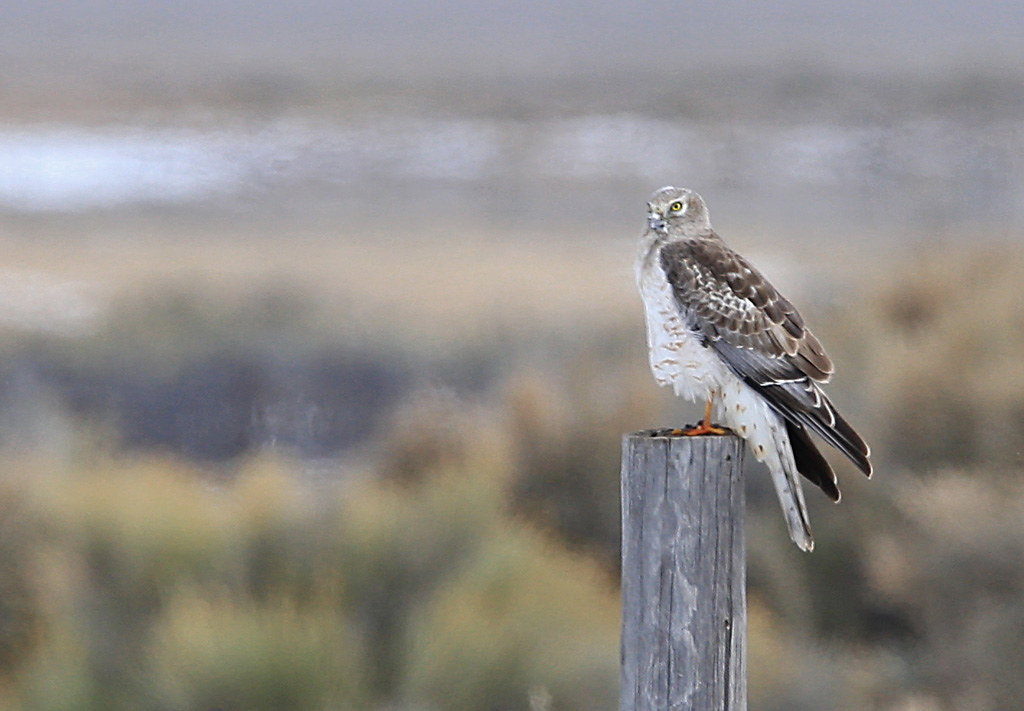 Northern Harrier. Bicknell Bottoms, Southern Utah © 2015 F… Flickr