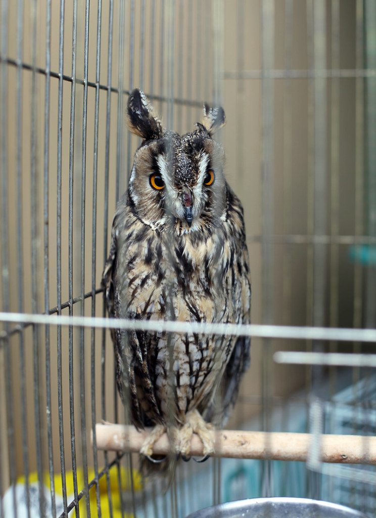 Pet Market Odessa, Ukraine Justin Case Flickr