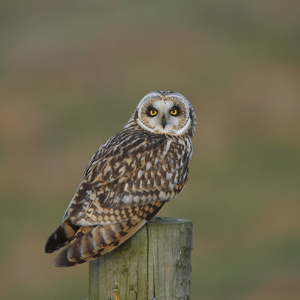 Shorteared Owl South Yorkshire 2009 Glyn Sellors Flickr