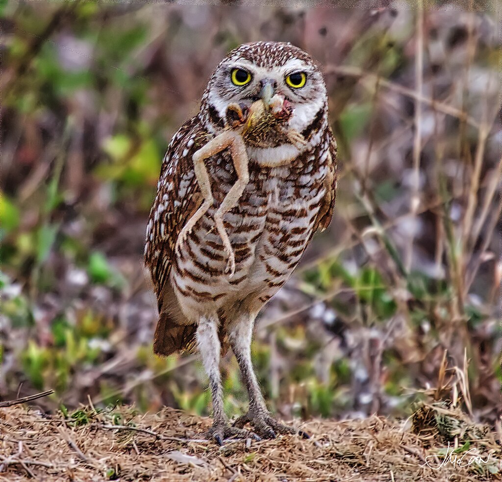 What Do Burrowing Owls Eat? Well in this case, a froggy. Flickr