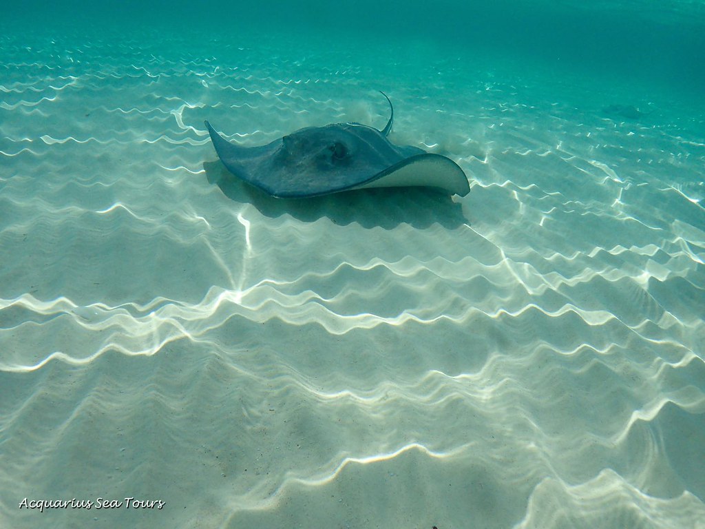 Stingray Glide This southern stingray makes a stunning app… Flickr