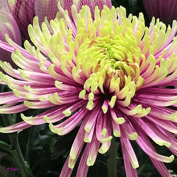 菊 / Chrysanthemum morifolium 菊の花言葉は「高貴」「高尚」「高潔」「私を信じて下さい