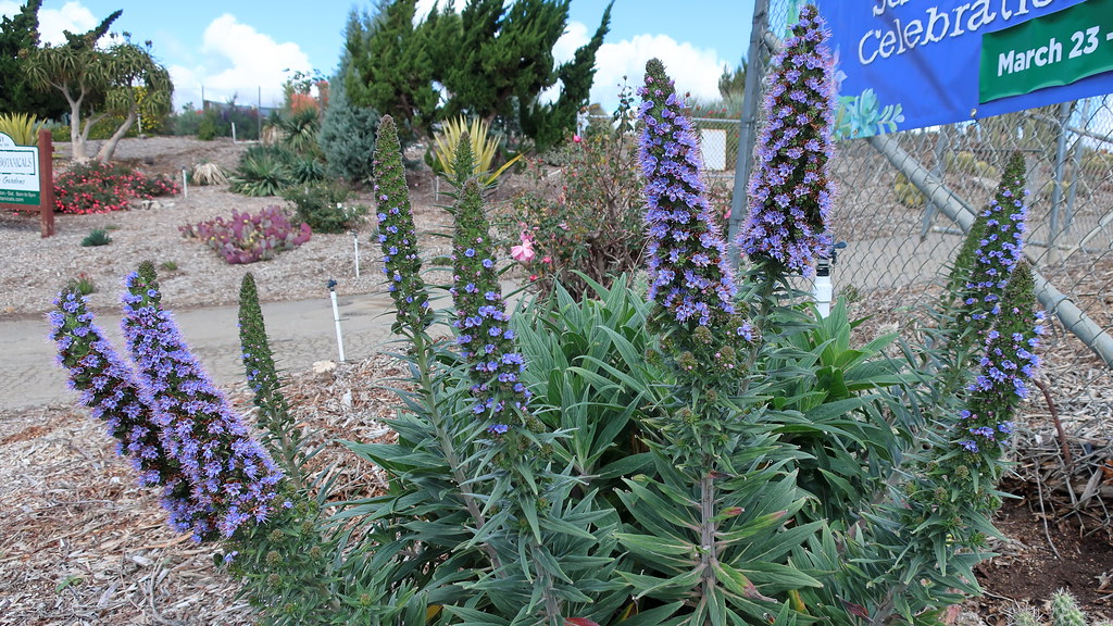 180323 007 Waterwise Botanicals Nursery, Bonsall CA Succ… Flickr