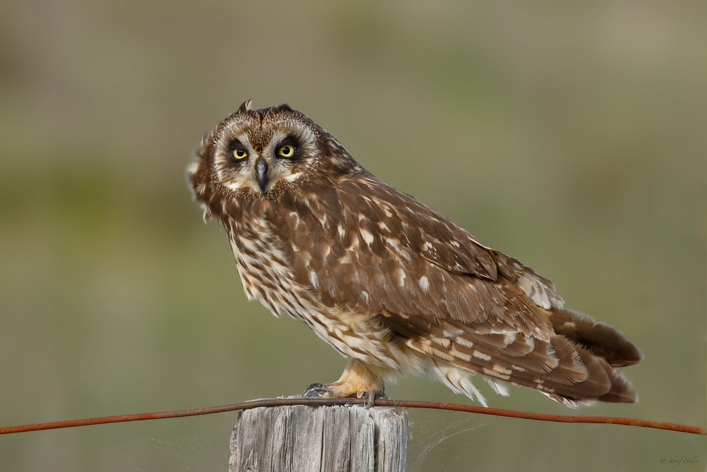 Pueo / Hawaiian Owl / Shorteared Owl (Asio flammeus sandwichensis) a
