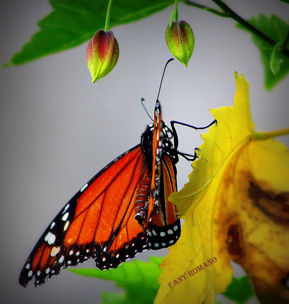 VUELA VUELA, MARIPOSA ! ! ! LO ADMIRABLE ES QUE EL HOMBRE … Flickr