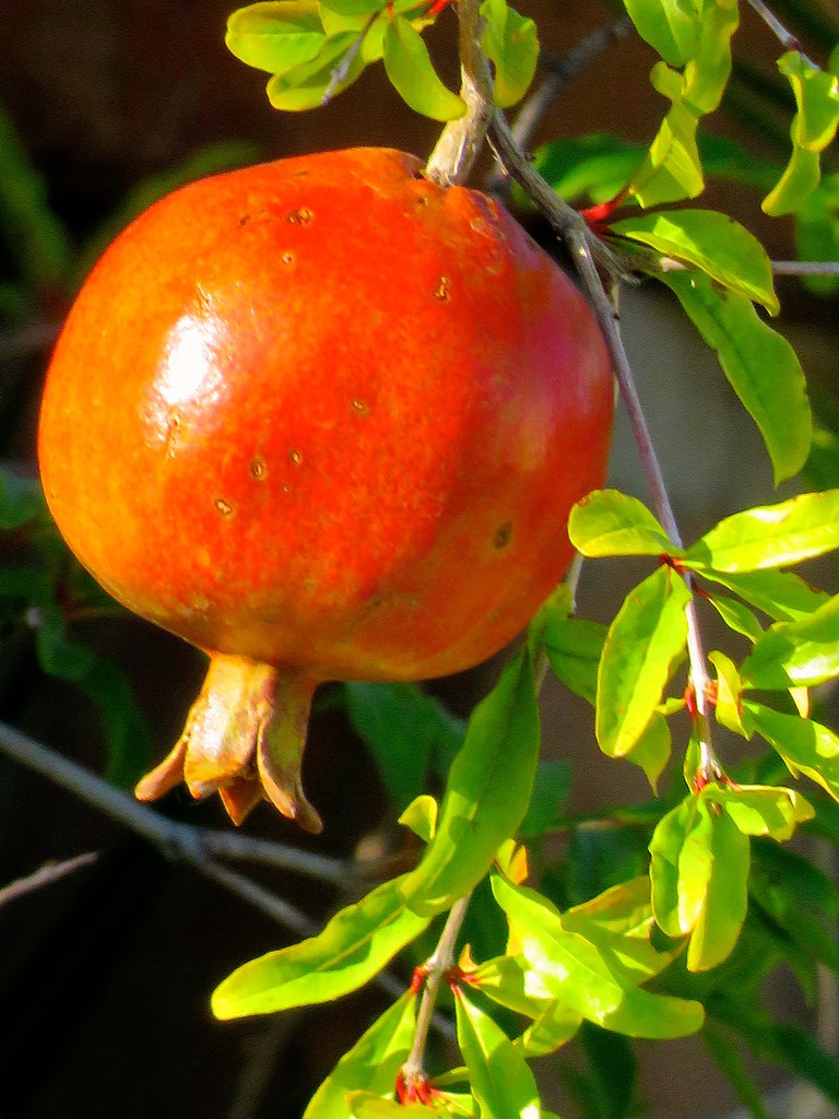 Ripening Pomegranate4 I had one Pomegranate tree or bush … Flickr