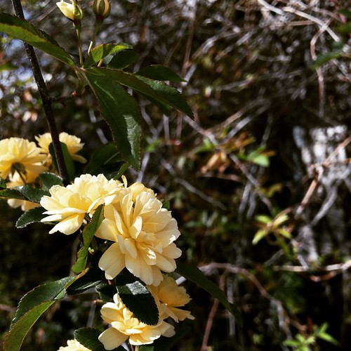 You can call me flower if you want to. flowersaremyfavori… Flickr