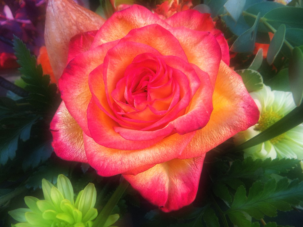 RedYellowRose Red and yellow rose Chris Flickr