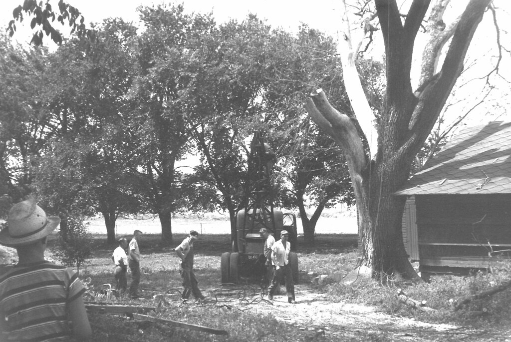 Cutting down elm tree 1963 Joel Hamilton Flickr