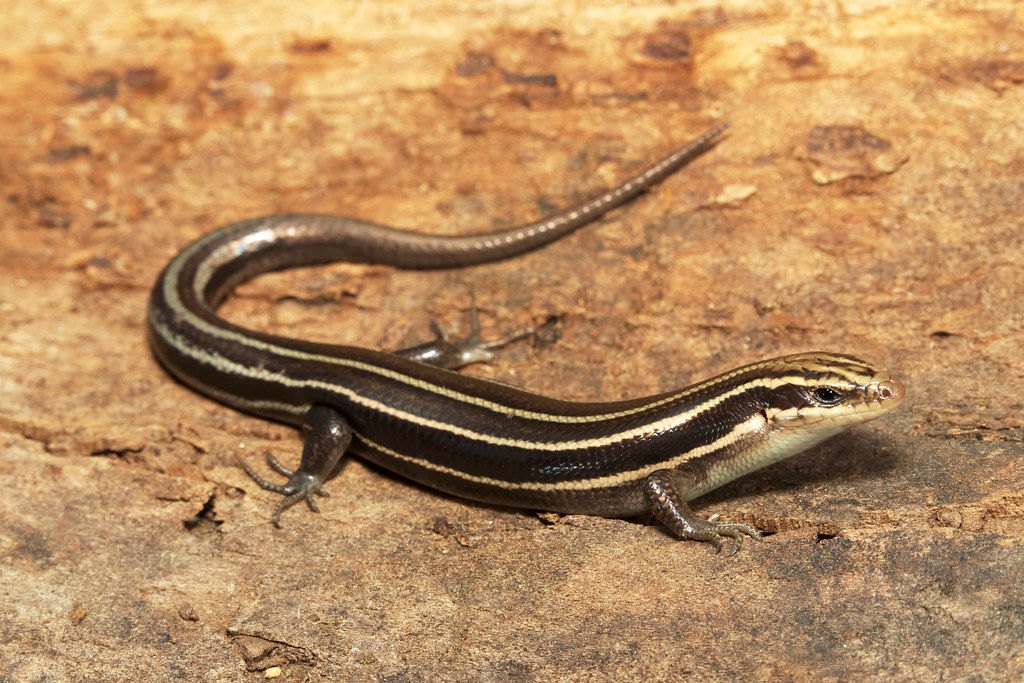 Common Fivelined Skink, Female Bella Vista, Benton