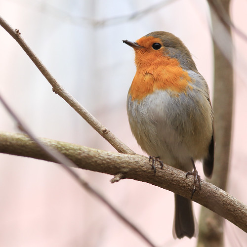 The Garden Emperor European Robin / Rotkehlchen (Erithacus… Flickr