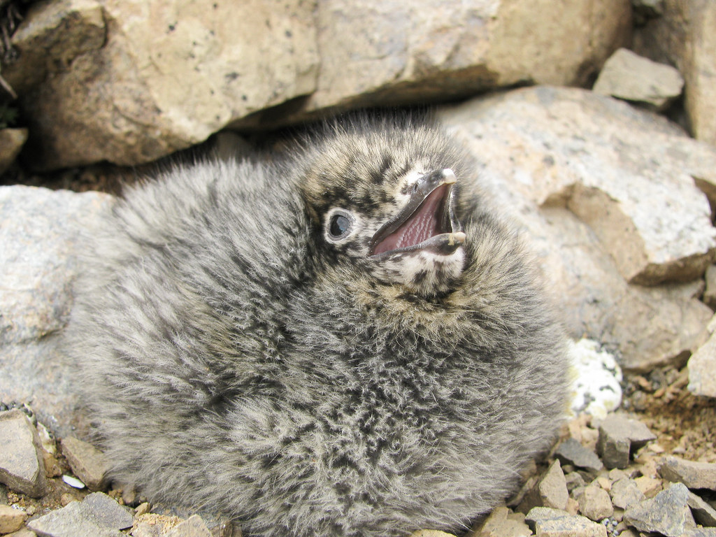 Kittlitz's Murrelet Chick This fluffy baby chick is a Kitt… Flickr