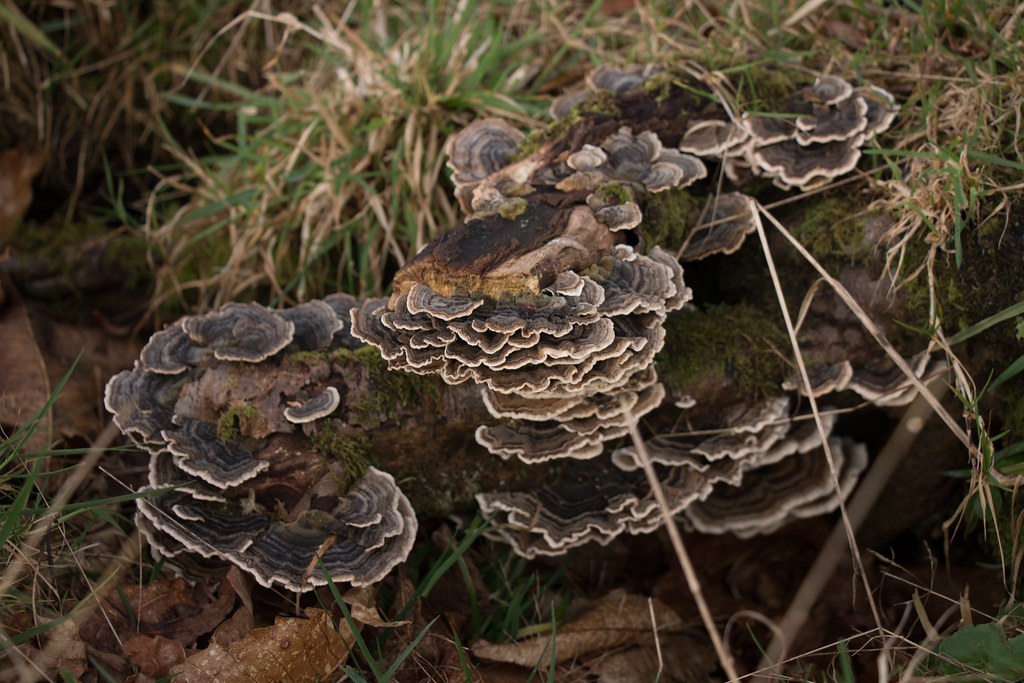 XMAS JAXXON FLAXON WAXON Iananan Flickr