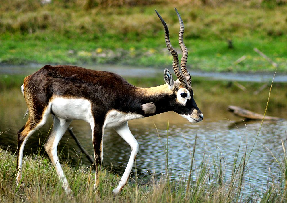 Black Buck. Nikon D3200. DSC_0593. Black Buck.(Antelope ce… Flickr