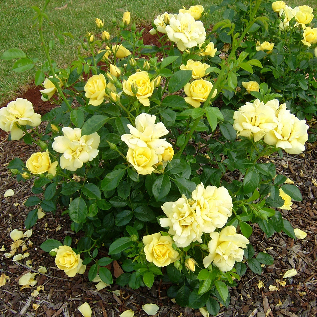 Flower Carpet Rose Yellow Enjoy nonstop butteryellow blo… Flickr