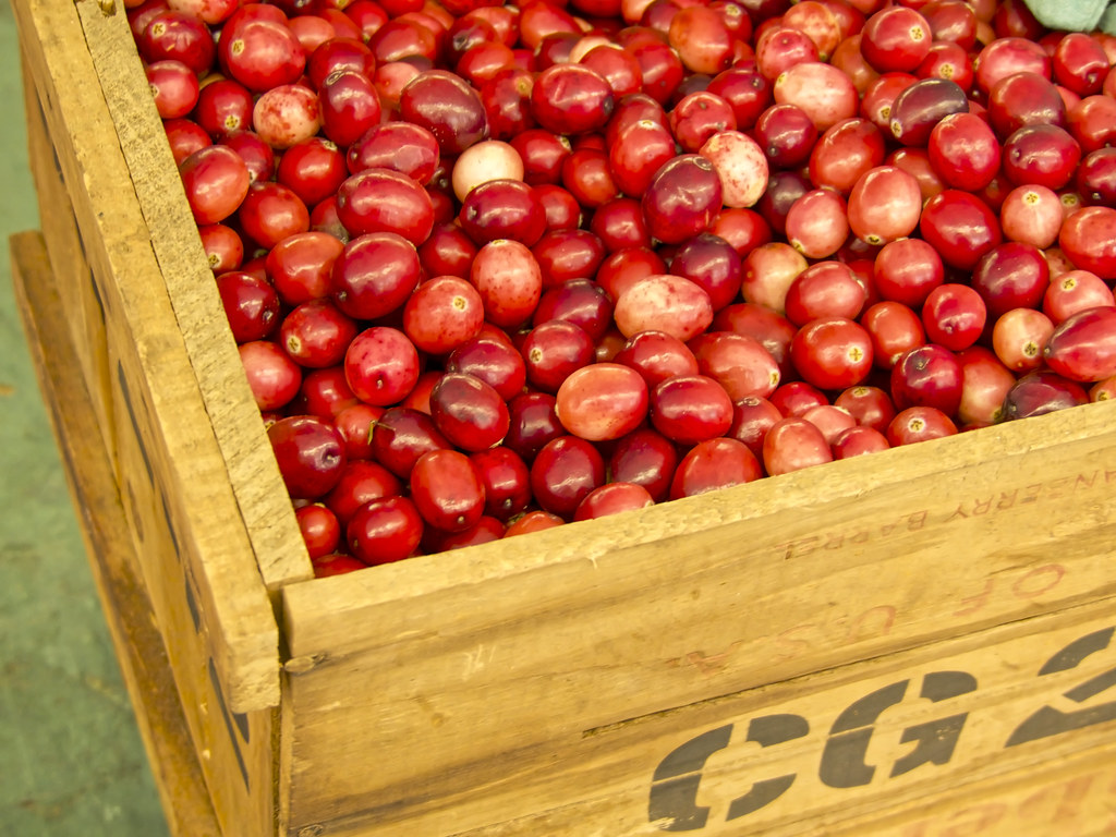 Fresh Cranberries At Green Top Market, Medford, NJ. Murdo Morrison