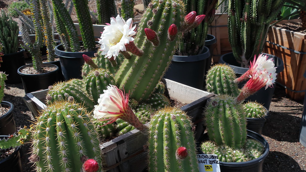 180323 016 Waterwise Botanicals Nursery, Bonsall CA Succ… Flickr