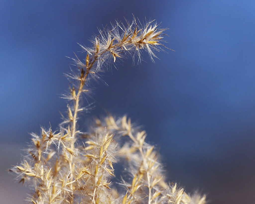 Fountain Grass in Winter macro Stillwater, OK Thomas Flickr