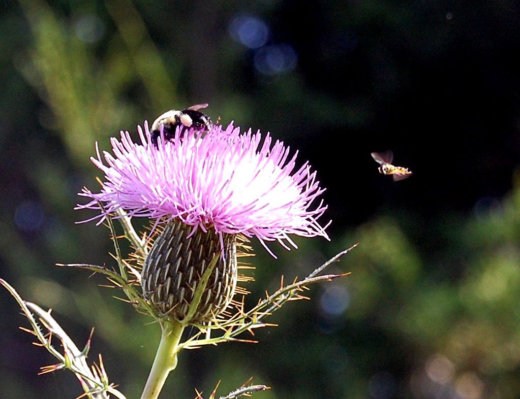 Closeup of bees attracted to a pink thistle. Bees feast o… Flickr