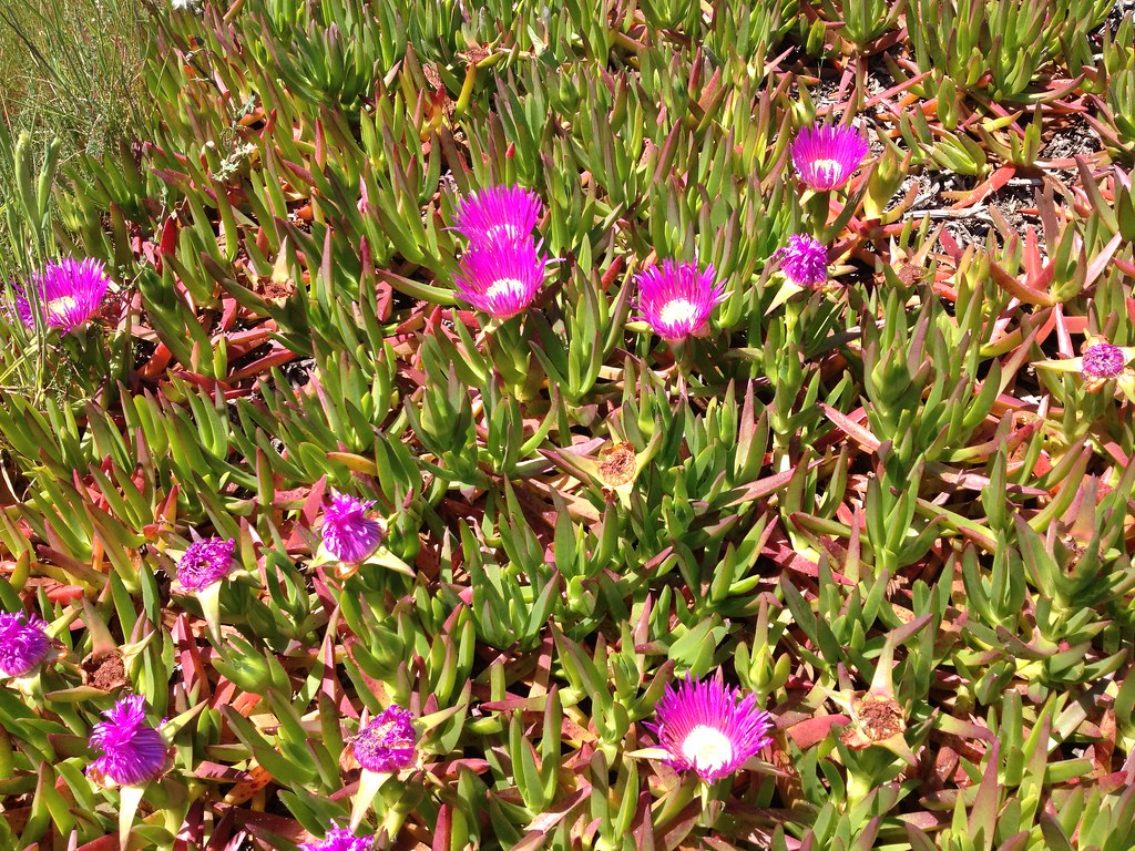 Invasive ice plant Brooks Crockett Flickr