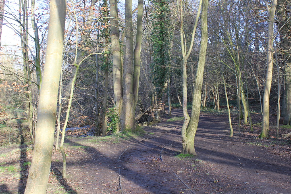 IMG_0298 CoedyGlyn Wood, Wrexham Rebeccawithers Flickr