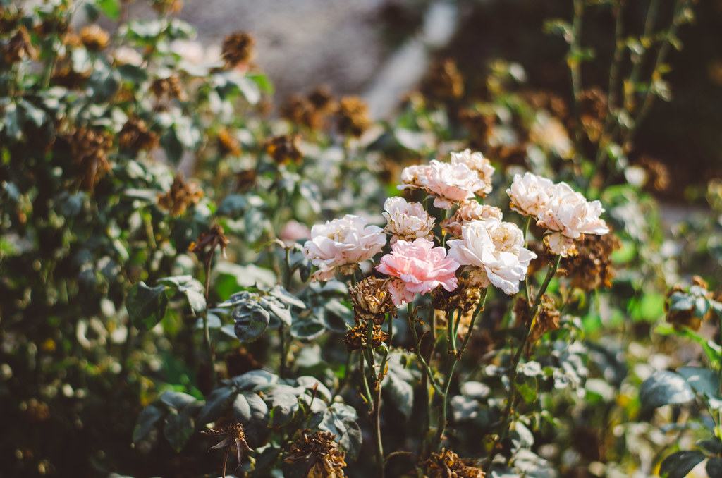 Pink flowers in the morning light I noticed these flowers … Flickr