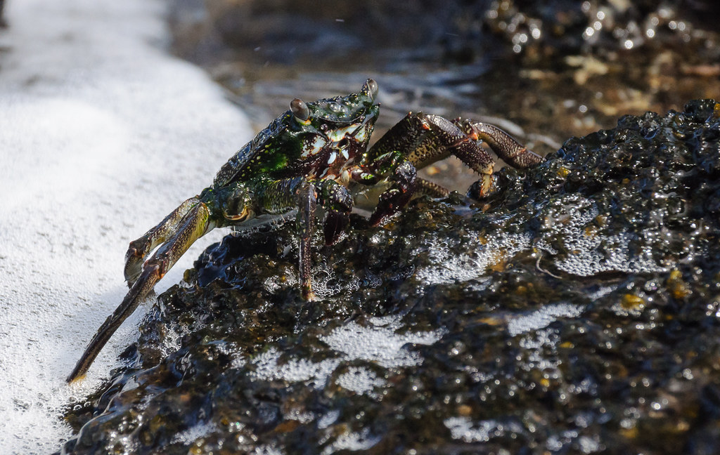 'A'ama Crab 'A'ama are found along most rocky shores. They… Flickr