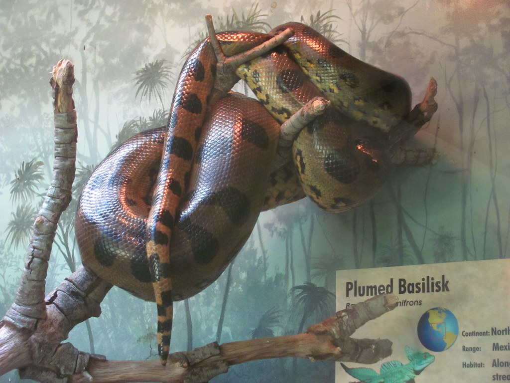 San Diego Zoo Reptile House Anaconda Jeremy Thompson Flickr