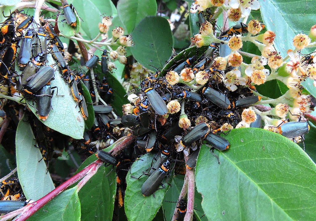 Soldier beetle swarm or part thereof! At the farm. Lesley A