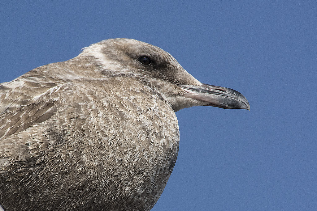 Herring Gull Bay St Louis MS One of five 1st winter Herr… Flickr
