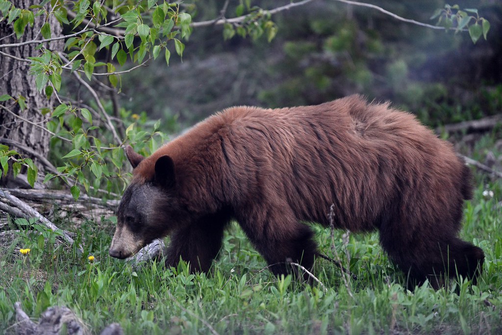 Grizzly Bear in Waterton National Park I took it from my c… Flickr