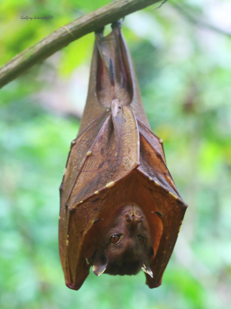 Philippine Tubenosed Fruit Bat Nyctimene rabori Southern … Flickr