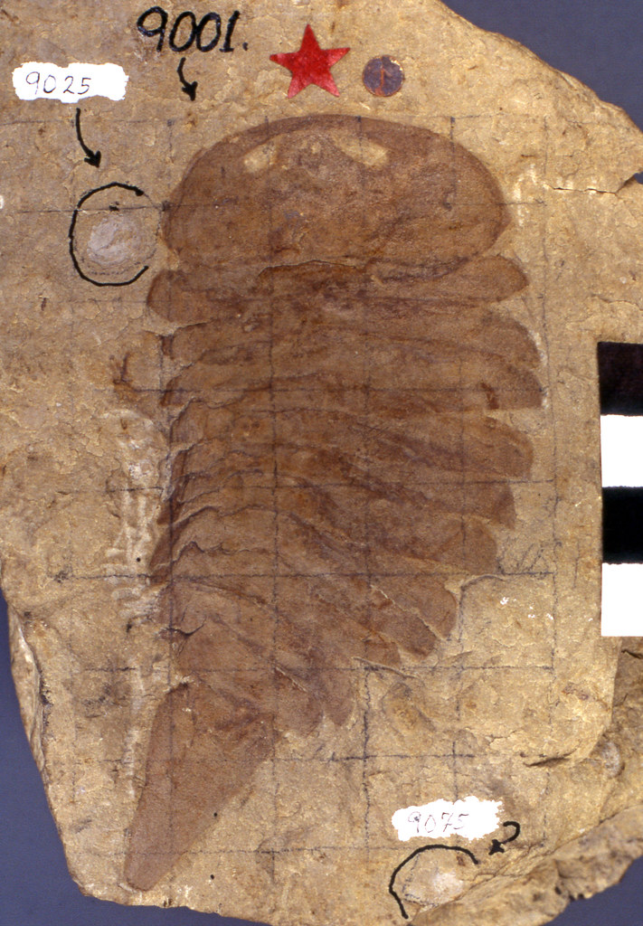 Strabops thatcheri fossil aglaspidid (Potosi Dolomite, Upper Cambrian