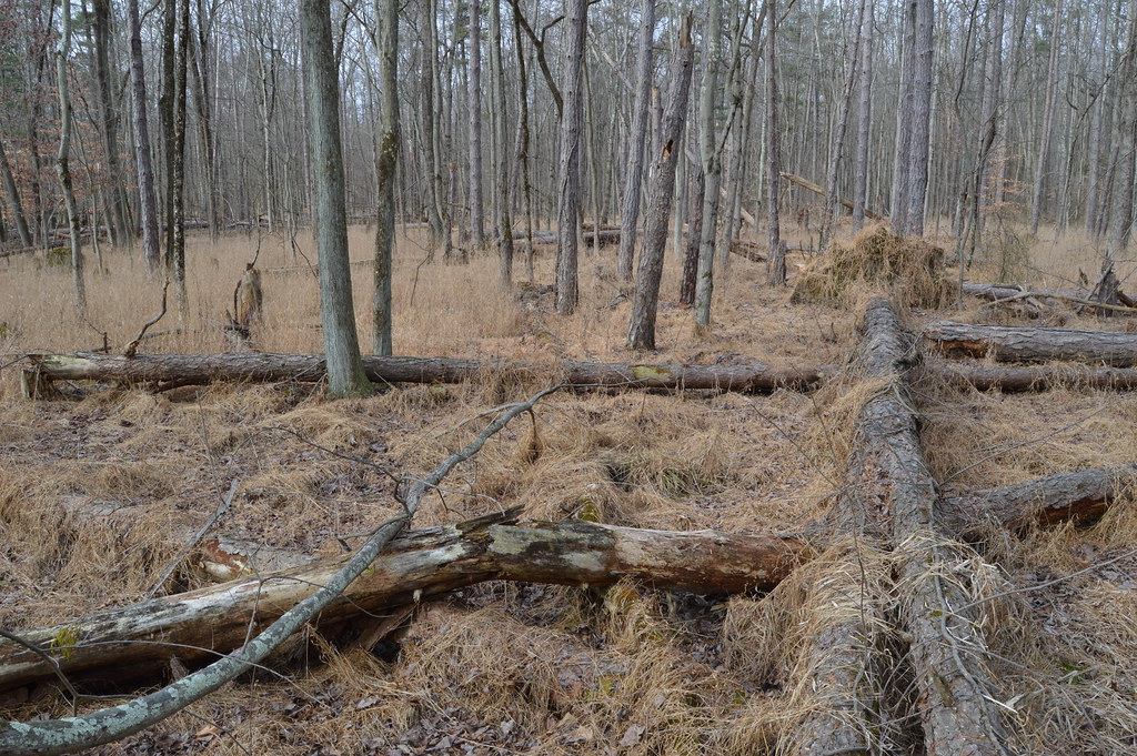 Penllyn_Woods_Wetland Wetlands at Penllyn Woods Park Flickr