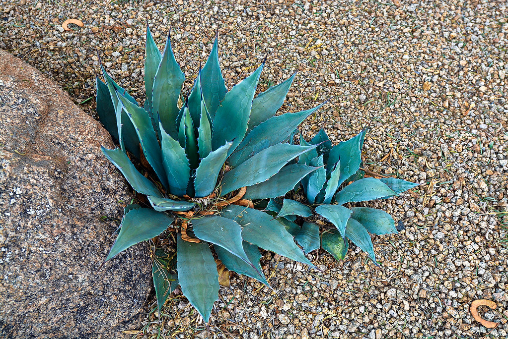 Phoenix, AZ. Ky Nguyen Flickr