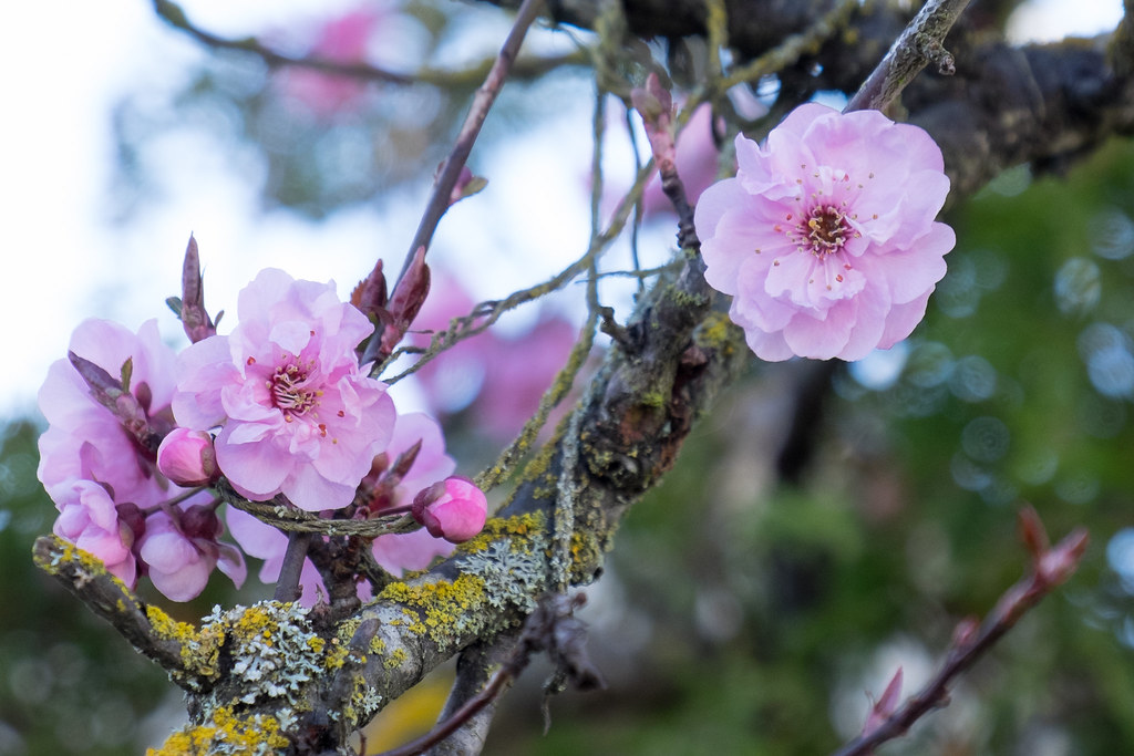 Cherry in February An early spring in Victoria BC. Don Summers Flickr